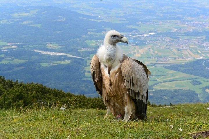vulture-salzburg-austria-unterberg-alpine-mountain.jpg